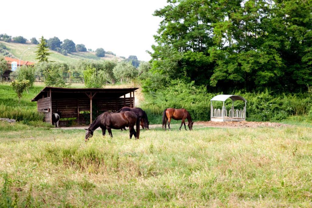Agriturismo Villa Irelli Castellalto Luaran gambar